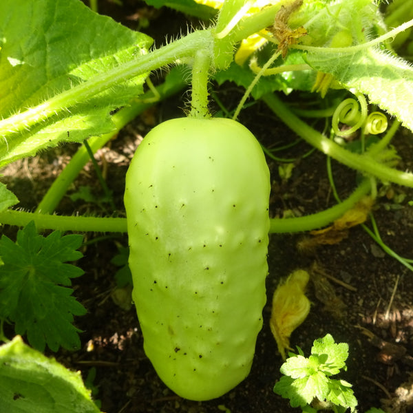 Boothby's Blond Cucumber - Seeds