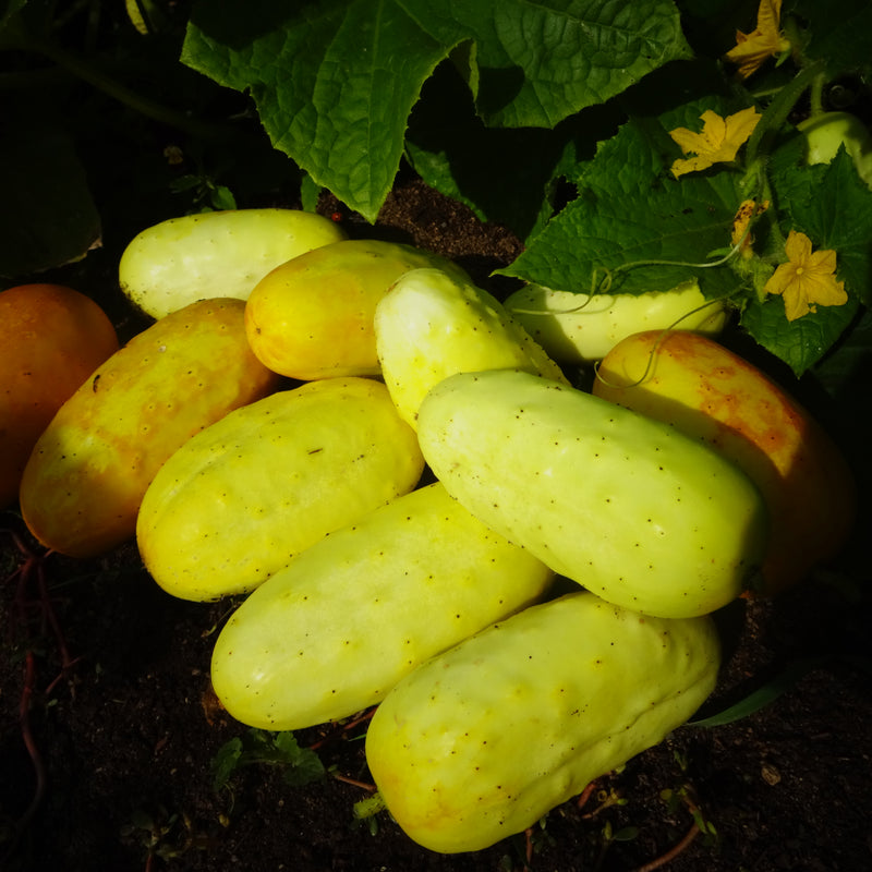 Boothby's Blond Cucumber - Seeds