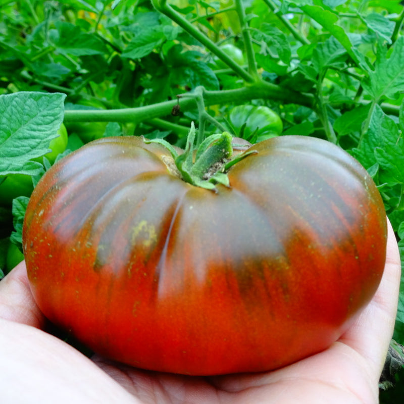 Arbuznyi Tomato - Seeds