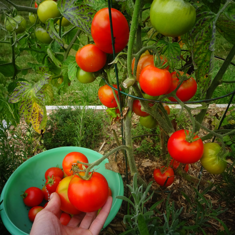 Sub Arctic Plenty Tomato - One of the earliest producers - Seeds