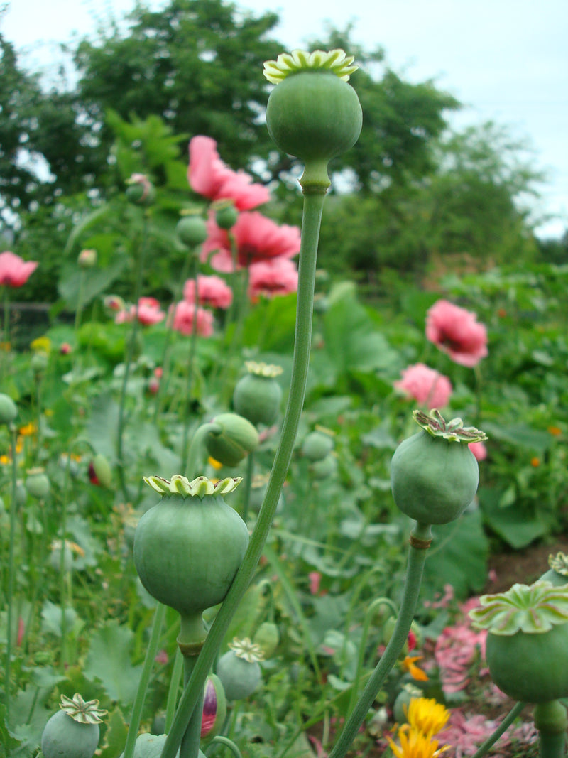 My Neighbour's Pink Poppy - Seeds