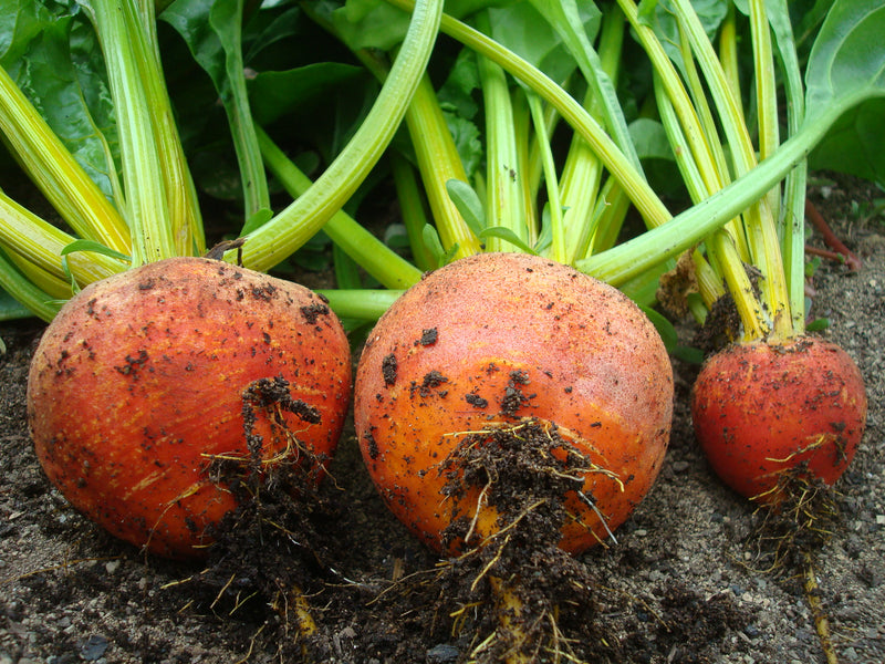 Yellow Beet 'Touchstone Gold' - Seeds