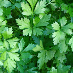 Italian Flat Leaf Parsley - Seeds