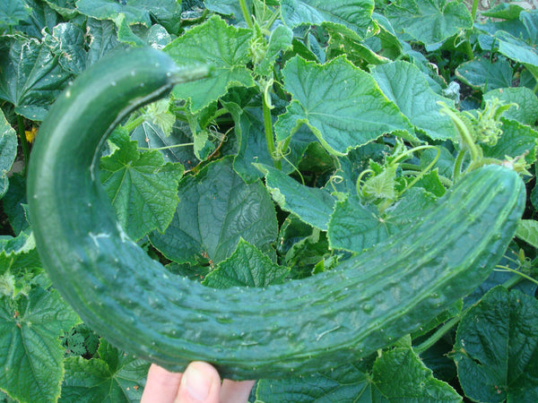 Suyo Long Cucumber - Seeds
