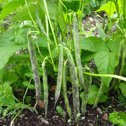 seeds semences graines Québec haricot Thibodeau compté de Bauce organic Thibodeau Bauce bean bio biologique Est du Québec Bic Le Jardin de Julie écologique semencier