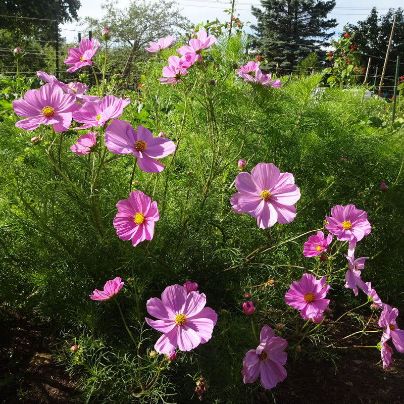 Passion Blend Cosmos - Edible Flower - Seeds