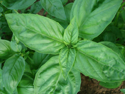 Basil, Italian Large Leaf - Seeds