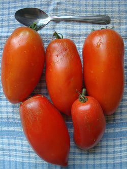 seeds semences graines Québec tomate Ballerina organic Ballerina tomato bio biologique Est du Québec Bic Le Jardin de Julie écologique semencier 