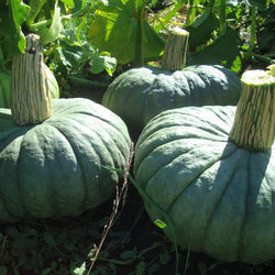 seeds semences graines Québec courge Marine Chioggia organic Marine Chioggia squash bio biologique Est du Québec Bic Le Jardin de Julie écologique semencier