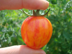 seeds semences graines Québec tomate cerise jaune Sweet Bumble Bee organic Sweet Bumble Bee yellow cherry tomato bio biologique Est du Québec Bic Le Jardin de Julie écologique semencier 