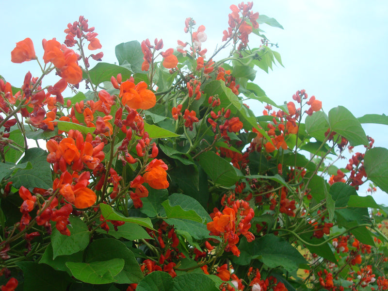 Red Climbing Bean from Spain - Butterfly Seeds, Hummingbirds, Edible, flowered all summer Bean Tipi