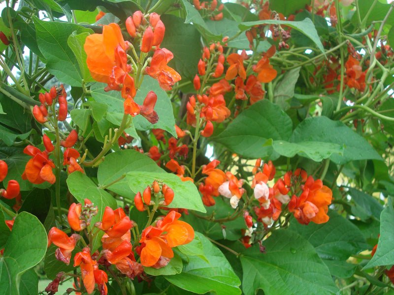 Red Climbing Bean from Spain - Butterfly Seeds, Hummingbirds, Edible, flowered all summer Bean Tipi