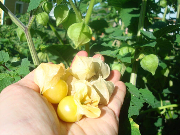 seeds semences graines Québec cerise de terre Goldie organic Goldie ground cherry bio biologique Est du Québec Bic Le Jardin de Julie écologique semencier
