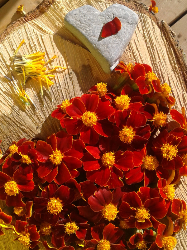 French Cottage Red Marigold - Seeds