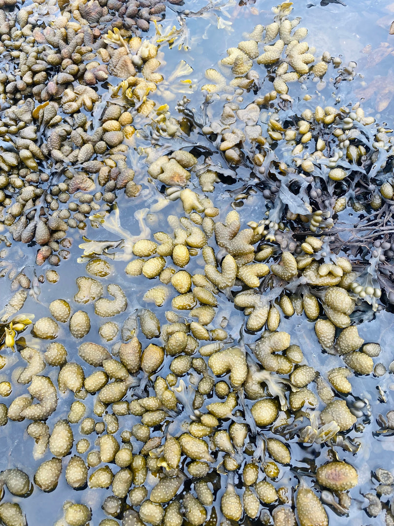 Île boréale - Savon végane légèrement exfoliant aux algues de la Gaspésie