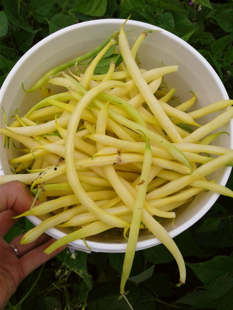 Golden Pencil Pod Bean - Seeds