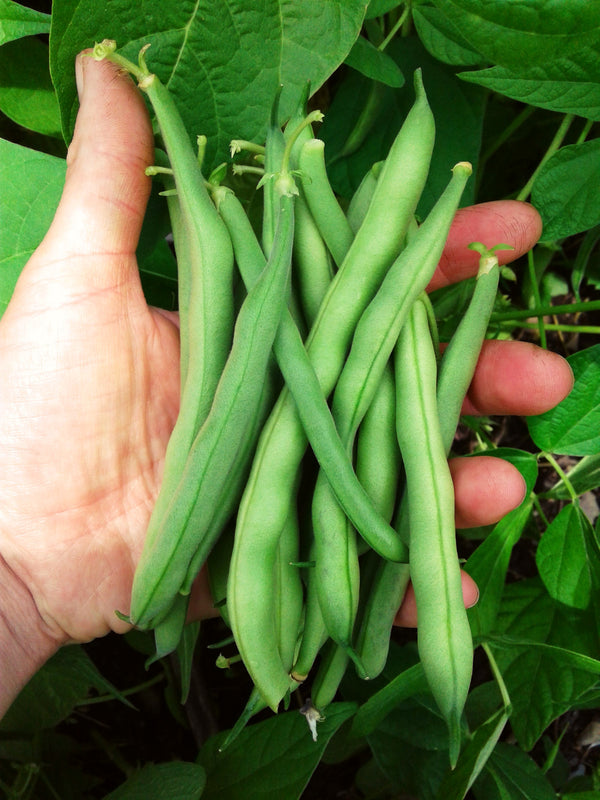 Record Bush Bean - Seeds