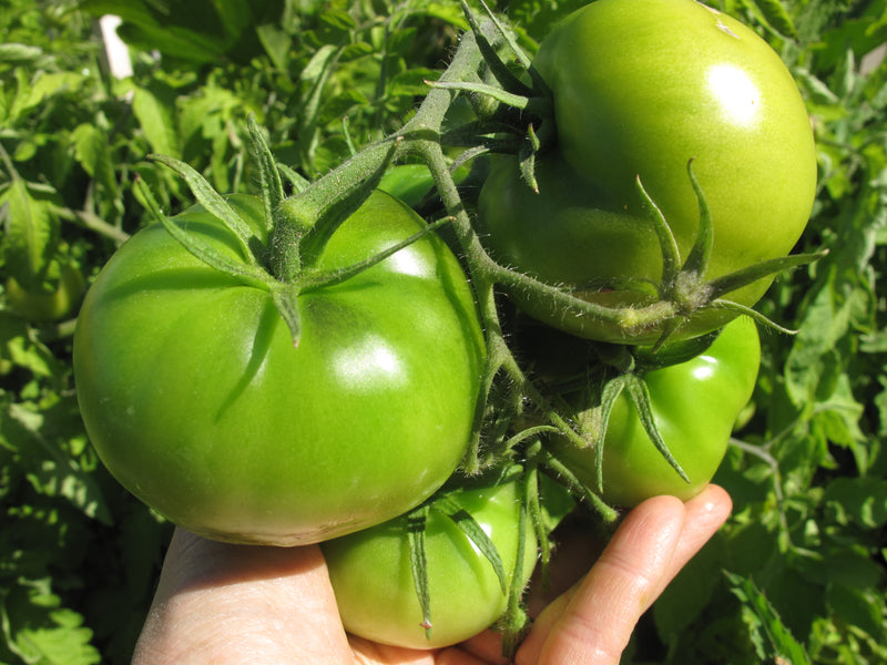 *Sold out for 2023* Ramallet Tomatoes - Seeds - Fresh garden tomatoes at the holidays? Yes, sir!