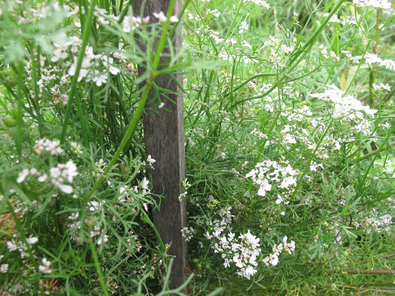 Cilantro hates being transplanted, so always start from seed