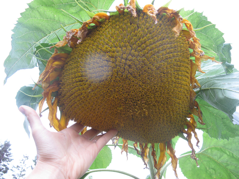 Mammoth Sunflower - GIANT - Seeds