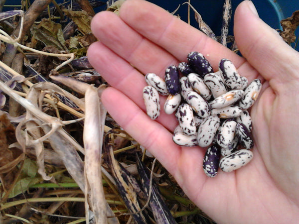 Thibodeau du Comté de Beauce Bean - Seeds