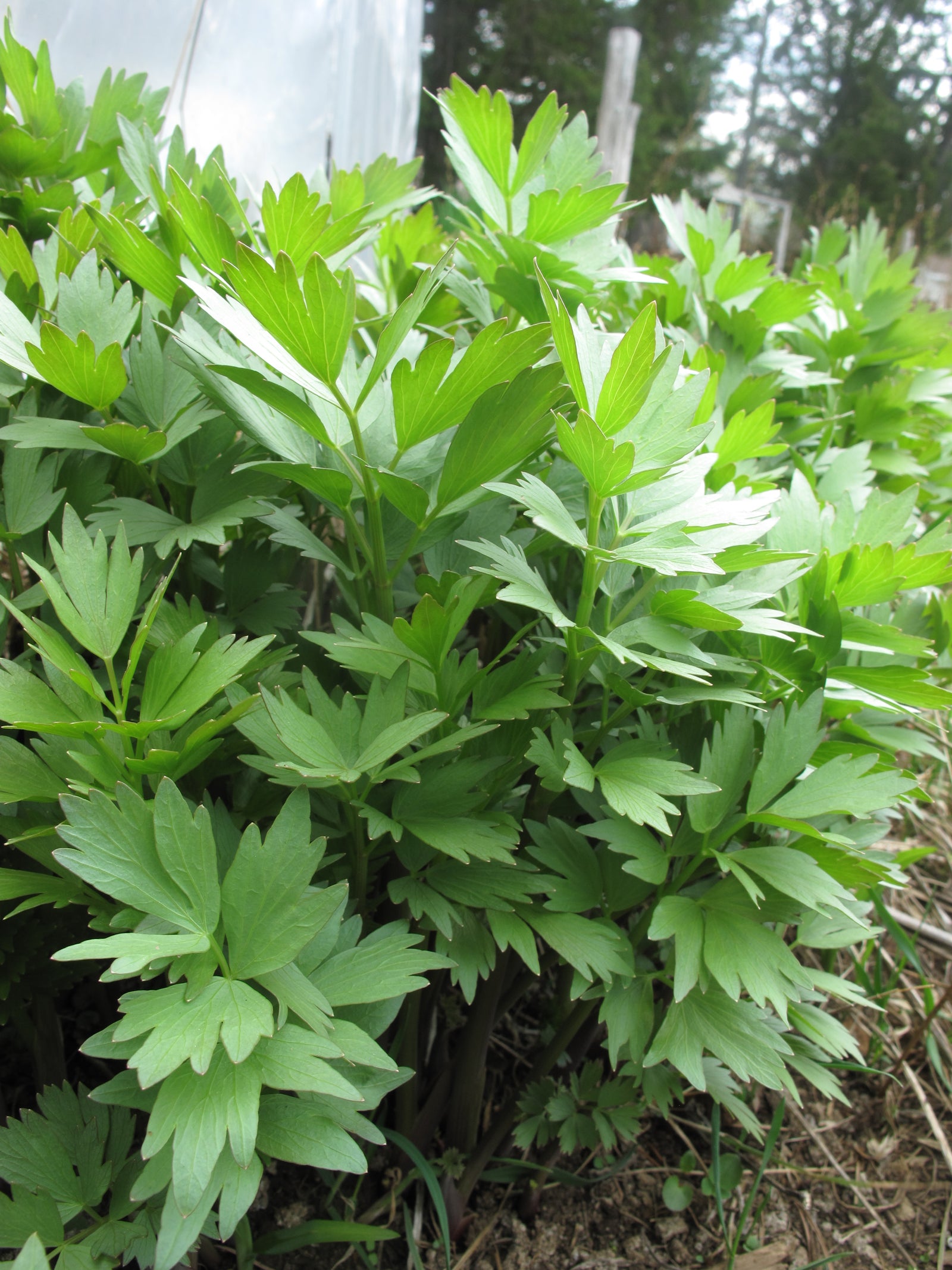 50 Semi Di Livèche Officinale BIO – Sedano Perenne (Levisticum Officinalis) – Semenze Contadine Francesi