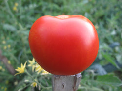 Early Glacier Tomato - Seeds