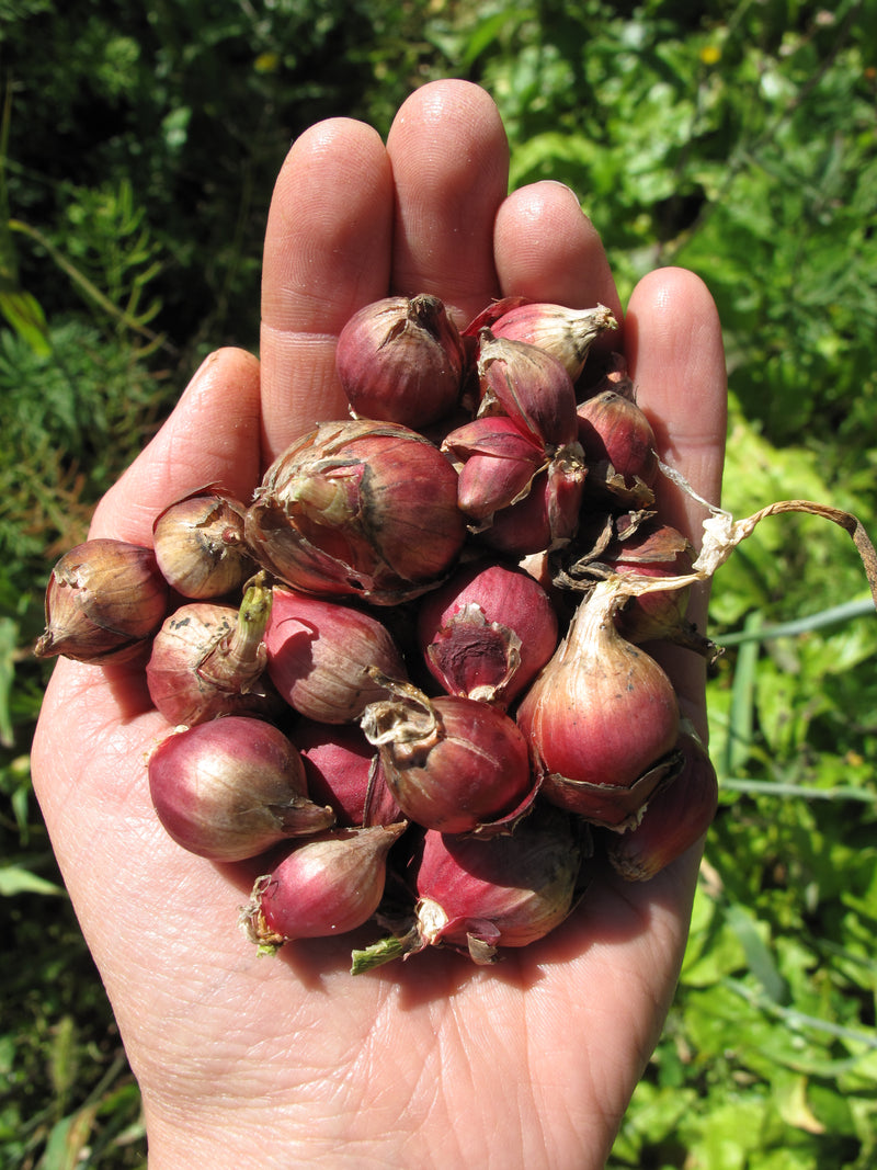 Egyptian Walking Onion - Seeds (bulbils for fall planting)