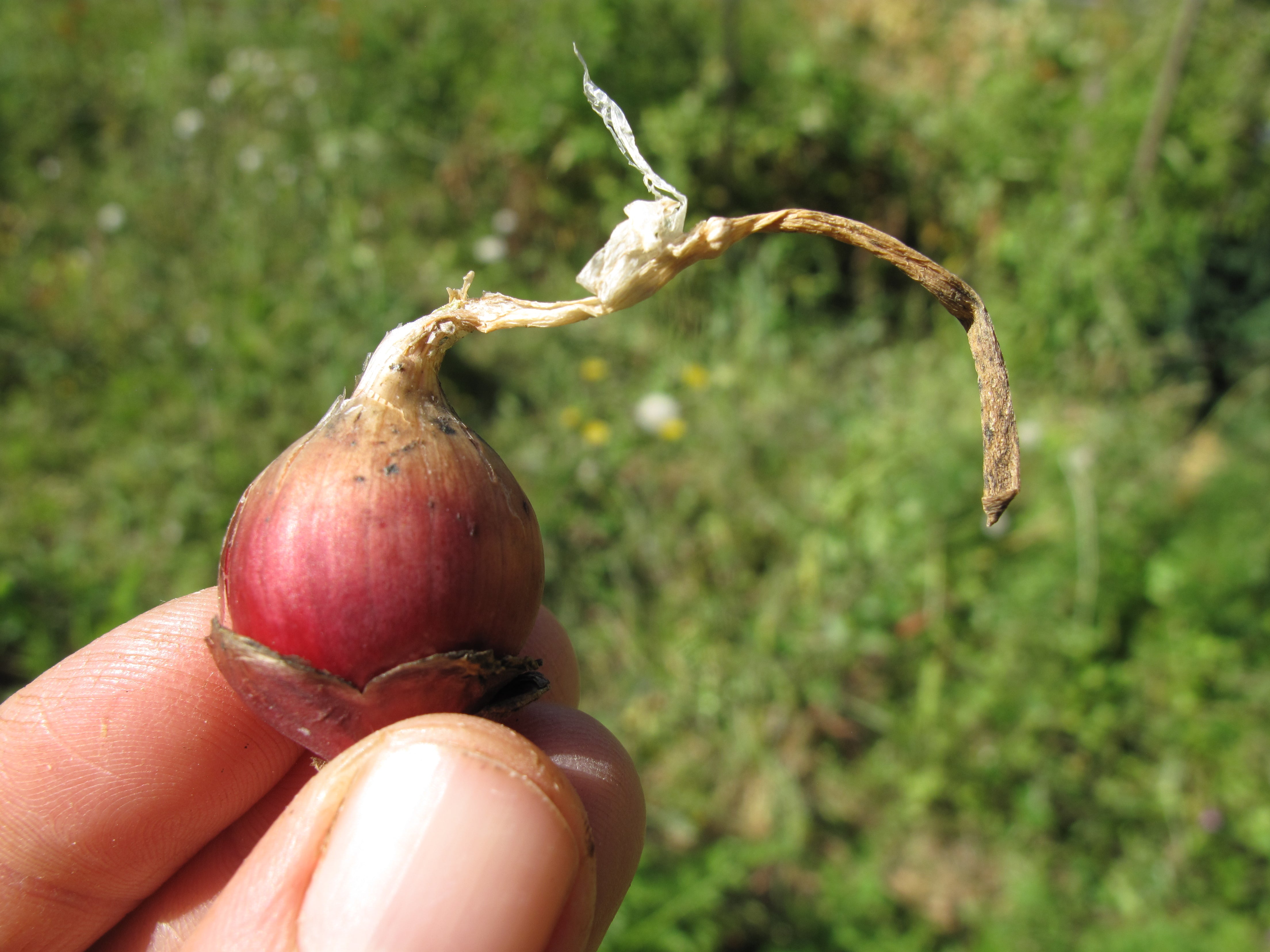 Egyptian Walking Onion - Seeds (bulbils for fall planting) - Le Jardin ...