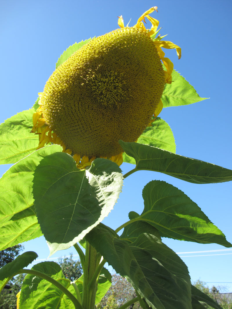 Mammoth Sunflower - GIANT - Seeds