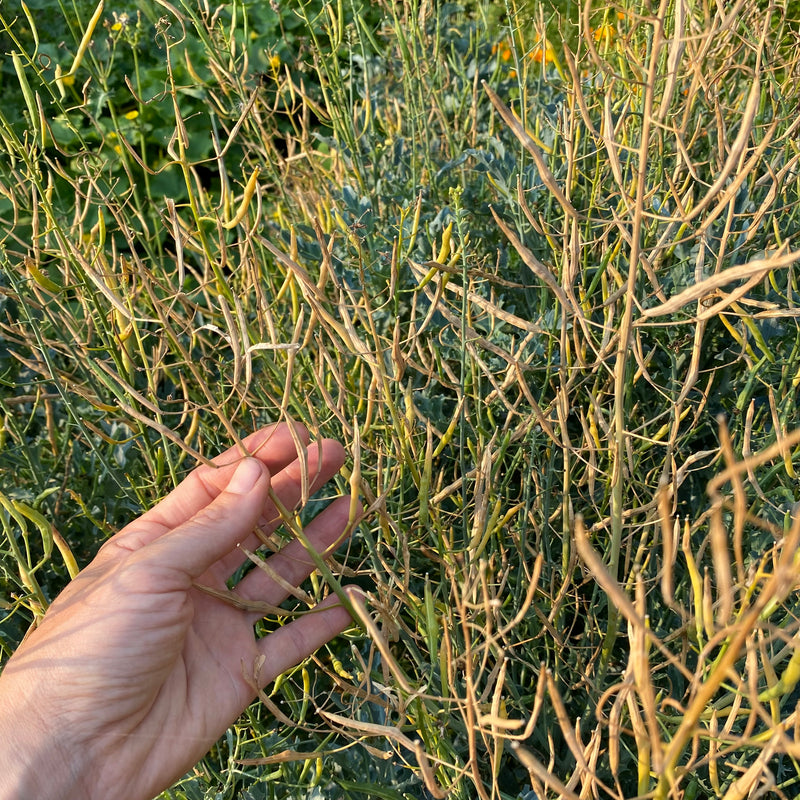 Lacinato Kale - Seeds