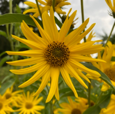 Maximilian Perennial Sunflower - Seeds