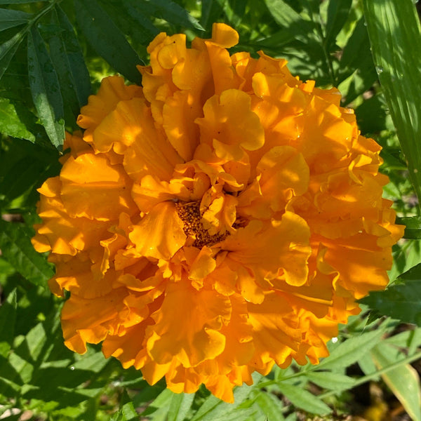 Crackerjack Marigold - Seeds