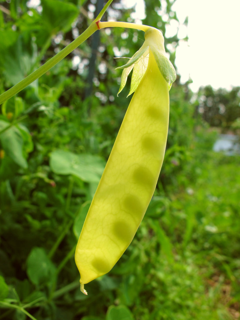 Tricolour Snow Pea Blend - Seeds