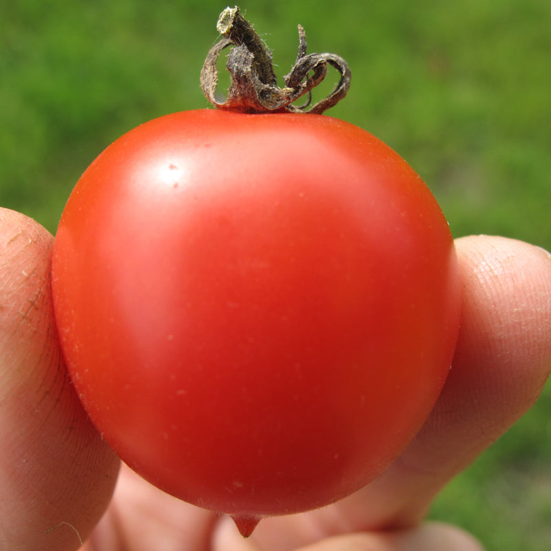 Siberian Tomato (Pink) - Seeds