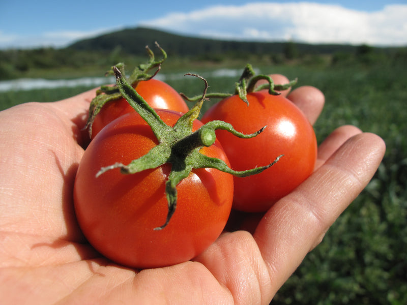 Sub Arctic Plenty Tomato - One of the earliest producers - Seeds