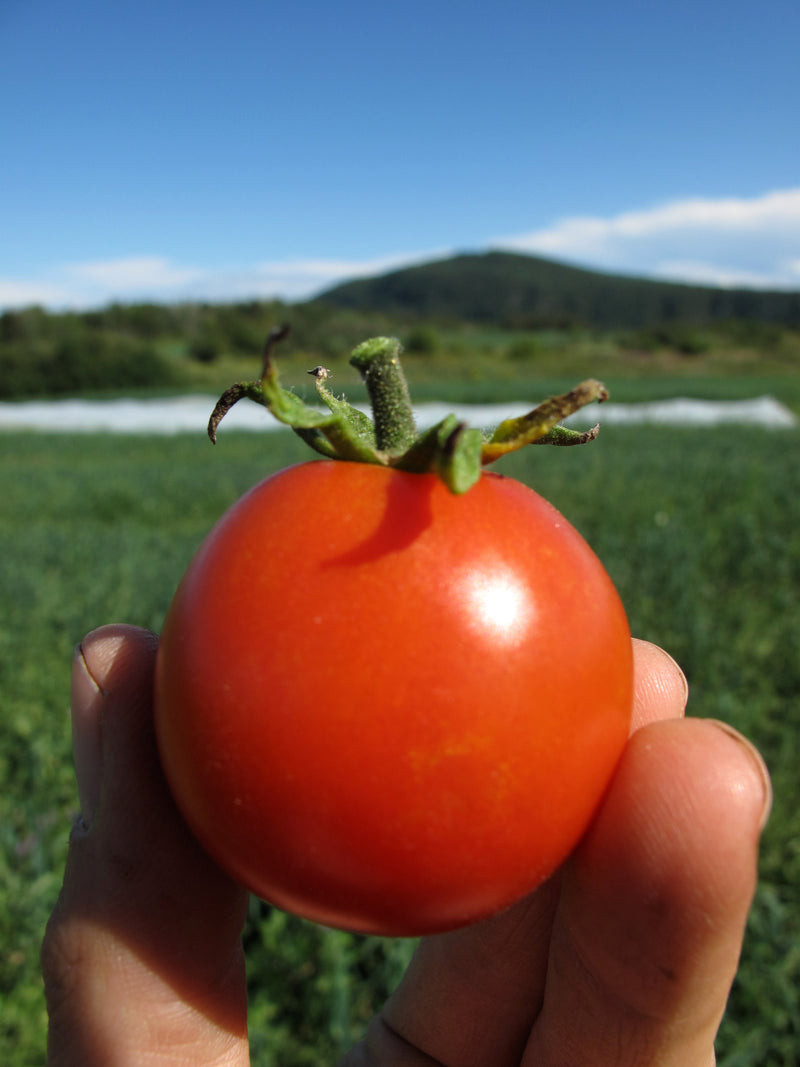 Tomate Subarctique - Une des plus hâtive au monde - Semences