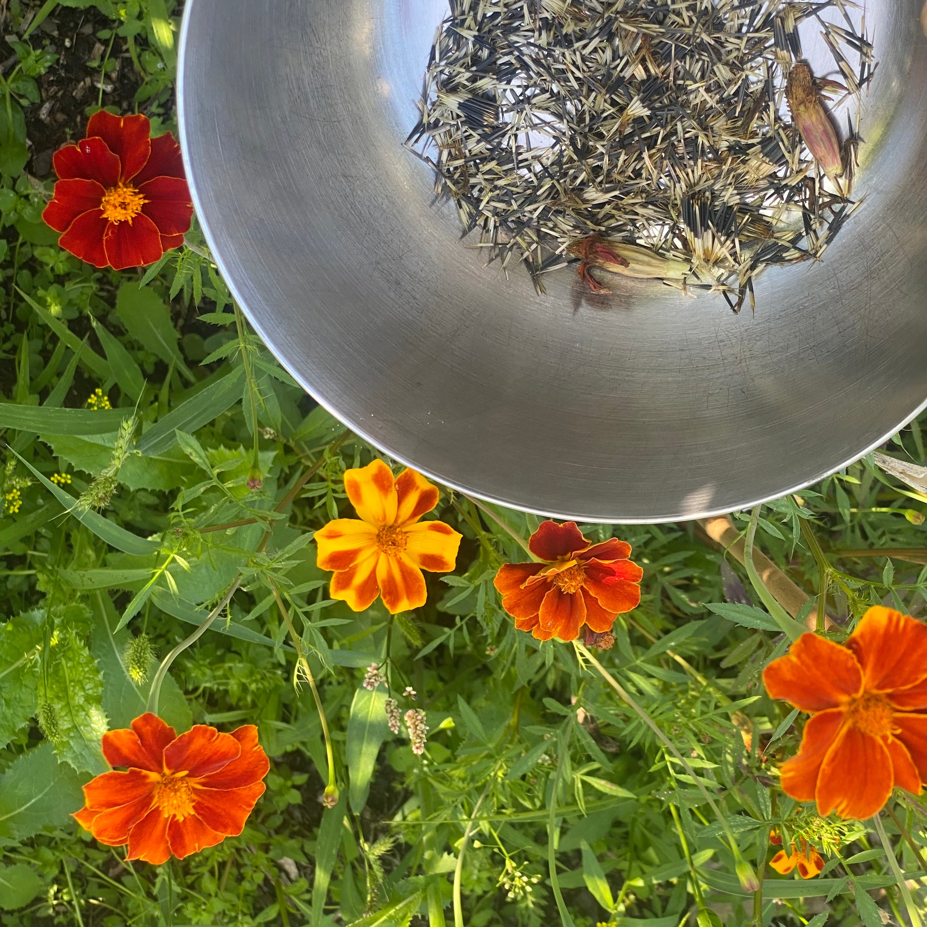 French Cottage Red Marigold Seeds Le Jardin de Julie