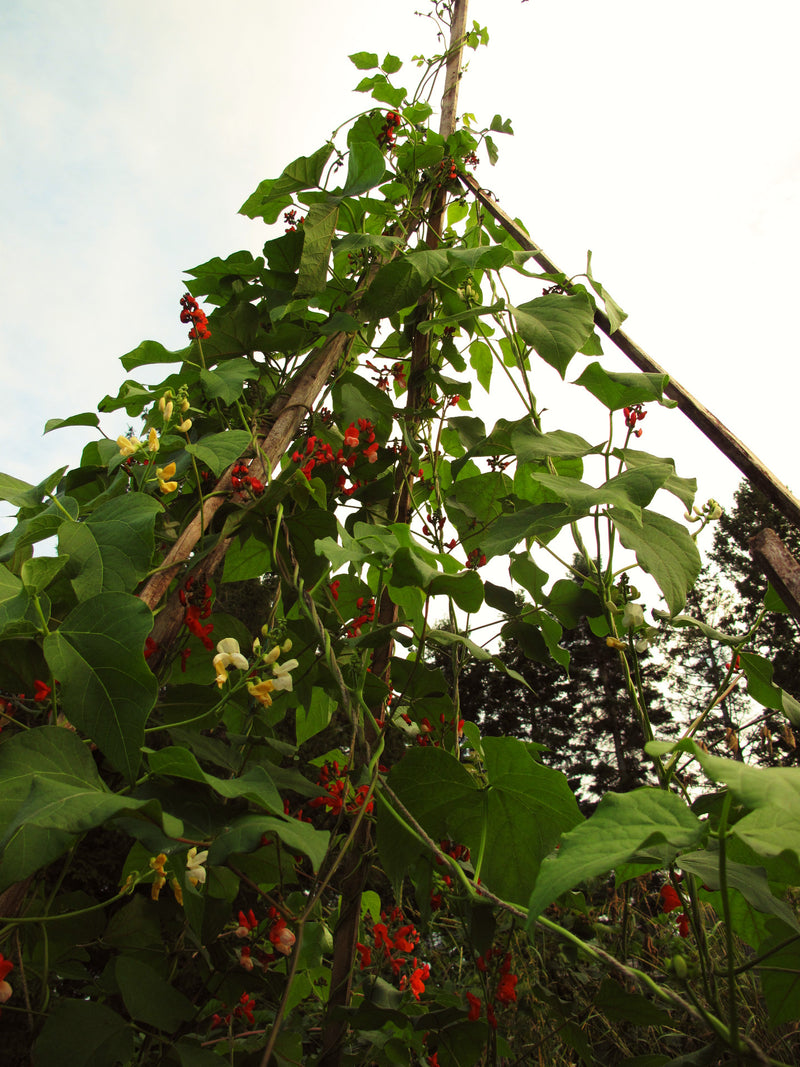 Haricot Grimpant Rouge d'Espagne - Semences Papillons, Colibris, Comestible, fleuri tout l'été Tipi de haricot