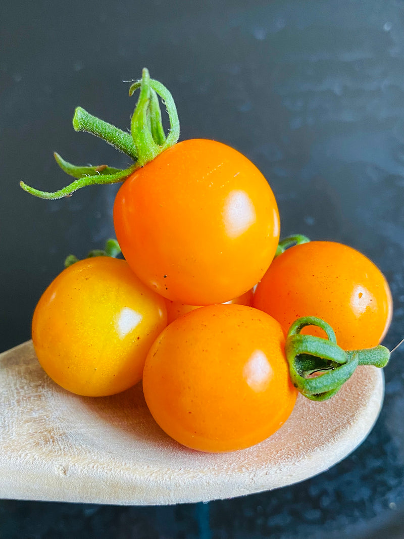 Santiam Sunrise Tomato (Orange) - Seeds