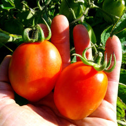 seeds semences graines Québec tomate Fiaschetto organic Fiaschetto tomato bio biologique Est du Québec Bic Le Jardin de Julie écologique semencier