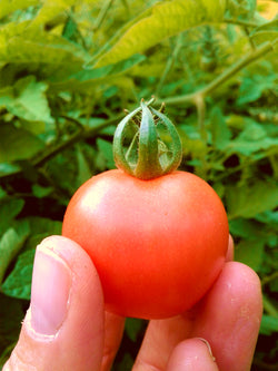 seeds semences graines Québec tomate Gardener's Delight organic Gardener's Delight tomato bio biologique Est du Québec Bic Le Jardin de Julie écologique semencier