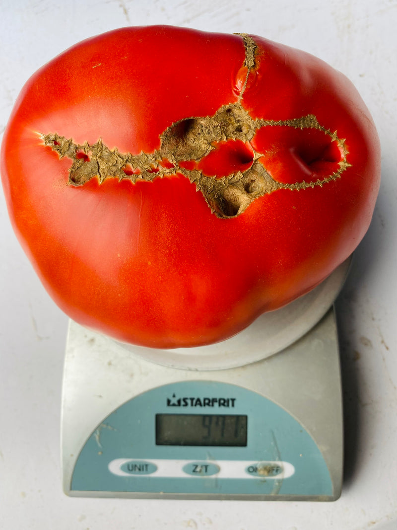 Oscar Gonthier Tomato - Seeds -  Don't skip over the story! 