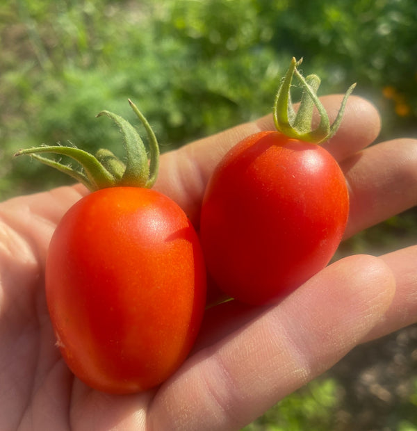 Principe Borghese Tomato - Seeds - Versatile Variety