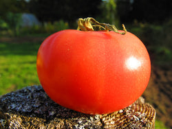 seeds semences graines Québec tomate Ramalette organic Ramalette tomato bio biologique Est du Québec Bic Le Jardin de Julie écologique semencier