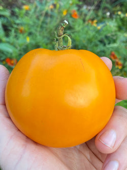 Tomate Woodle Orange - Semences