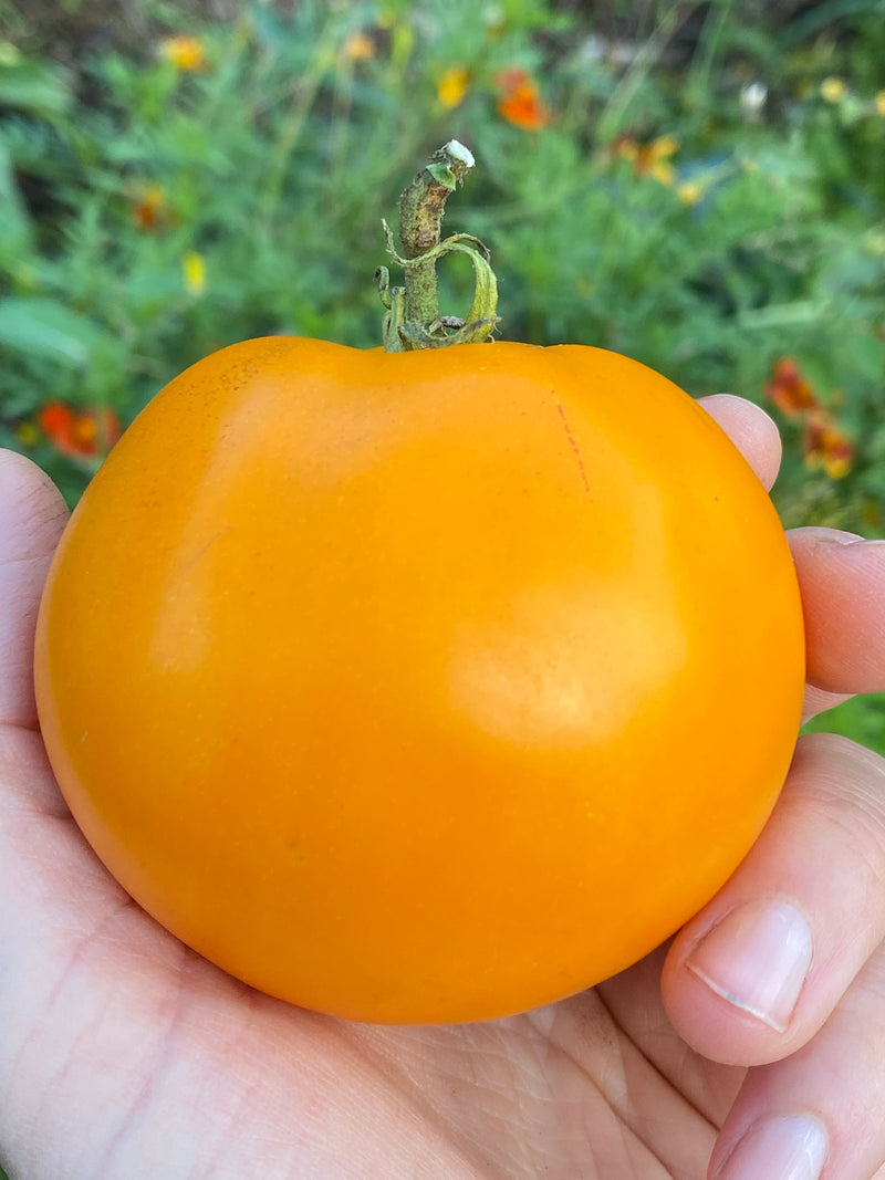 Tomate Woodle Orange - Semences