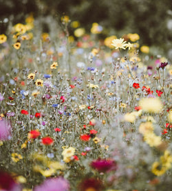 Prairie Fleurie - Pollinisateurs, Papillons, Oiseaux - Semences