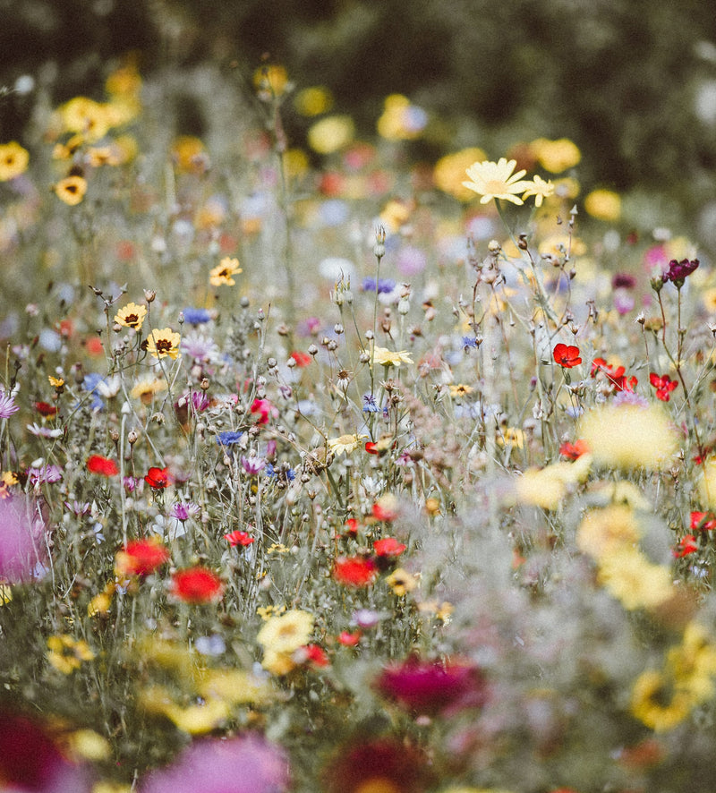 Meadow Flowers - Attract Pollinators, Butterflies & Birds - Seeds