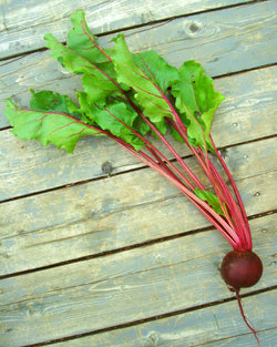 seeds semences graines Québec betterave rouge foncée de Détroit organic Dark Red beetroot of Detroit  bio biologique Est du Québec Bic Le Jardin de Julie écologique semencier